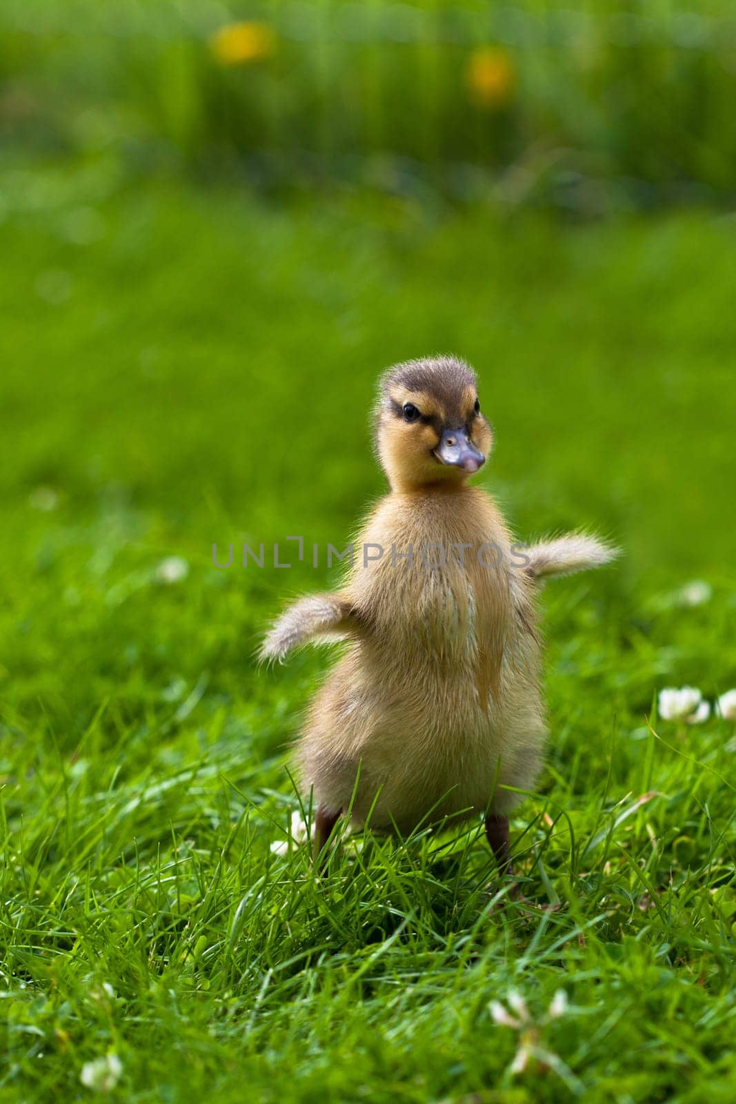 young ducks ...