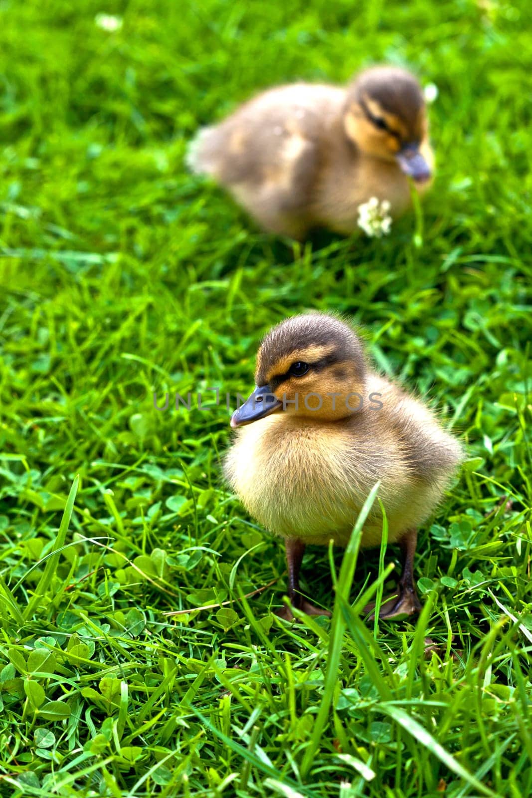 young ducks ...