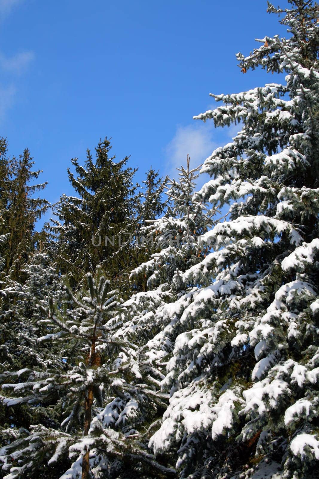 Pine trees covered with snow