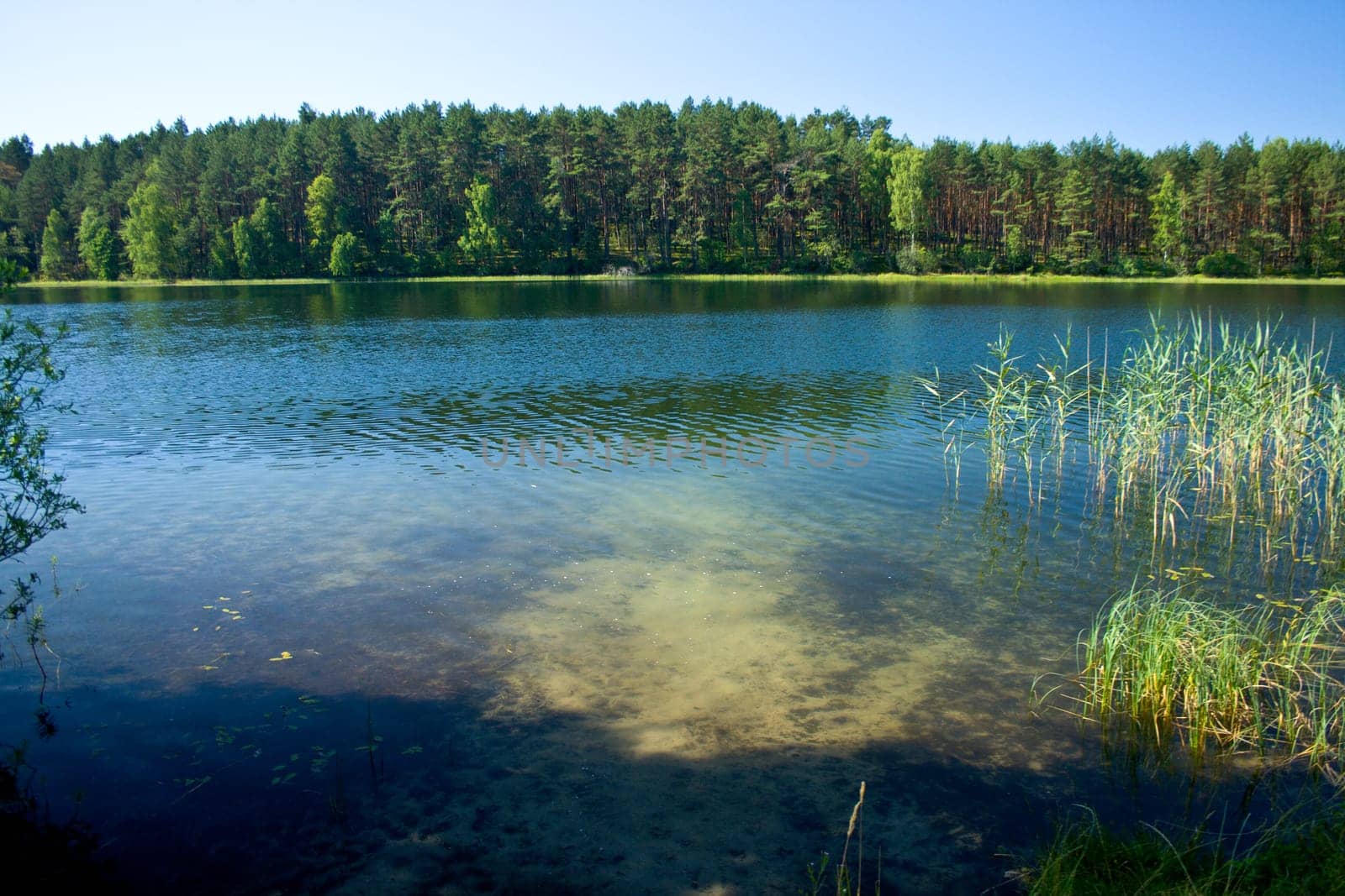 Summer landscape at the lake and forest
