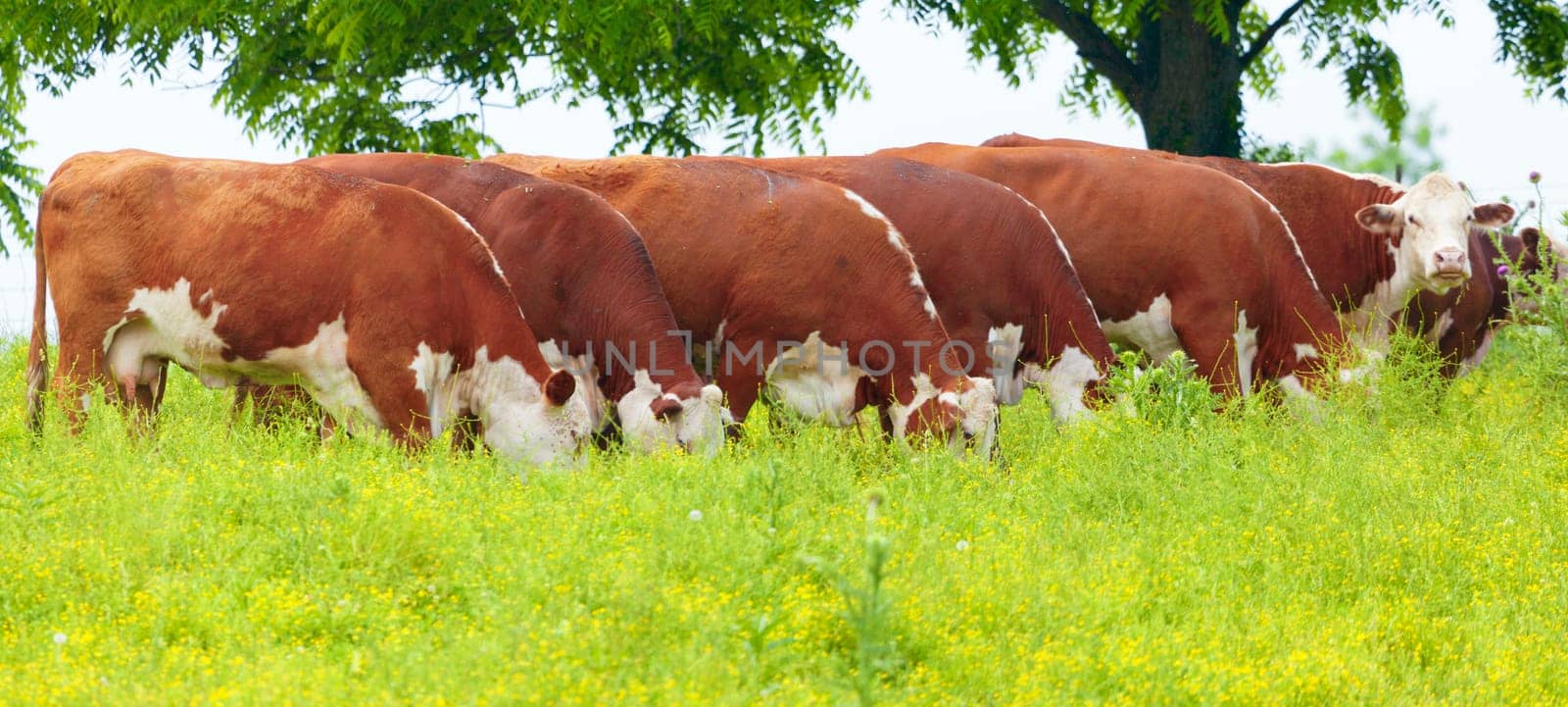Cattle feeding on grass in a field