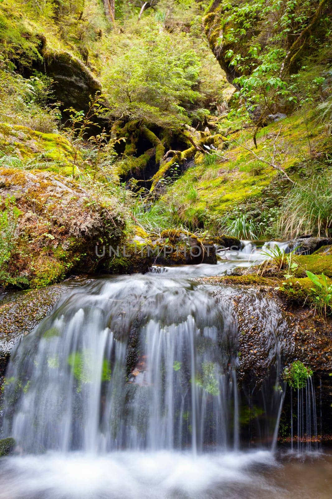 Image of a small waterfall in the forests of New Zealand