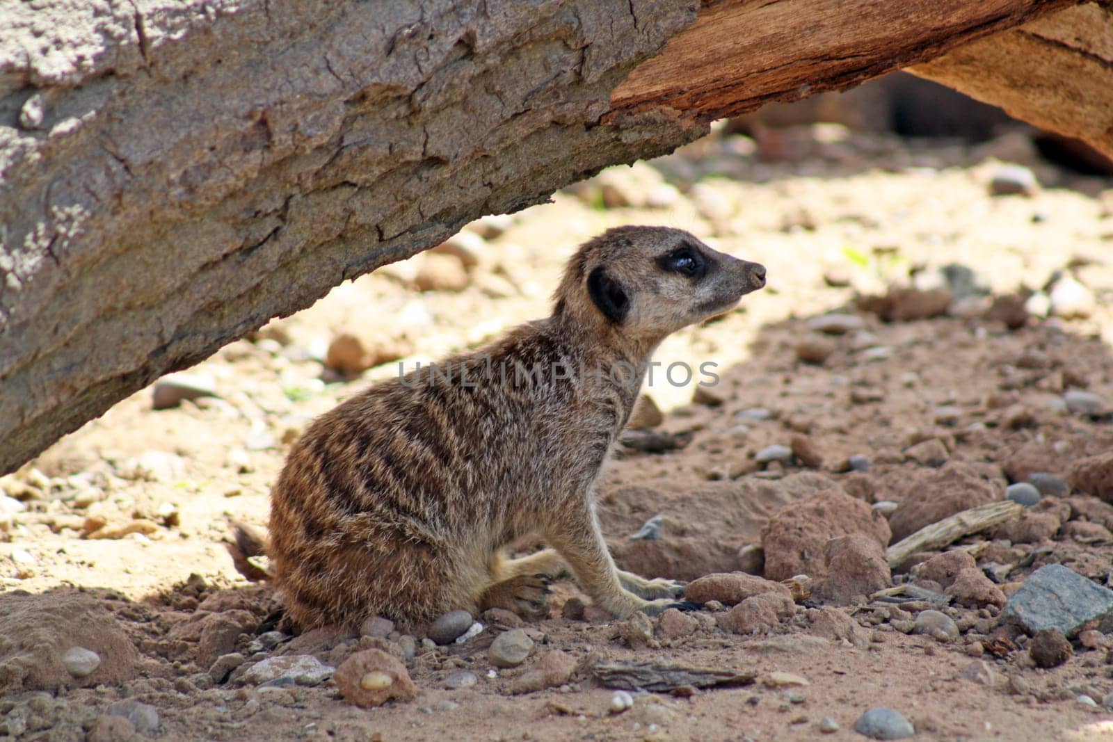 stunning meerkat looking healthy and alert