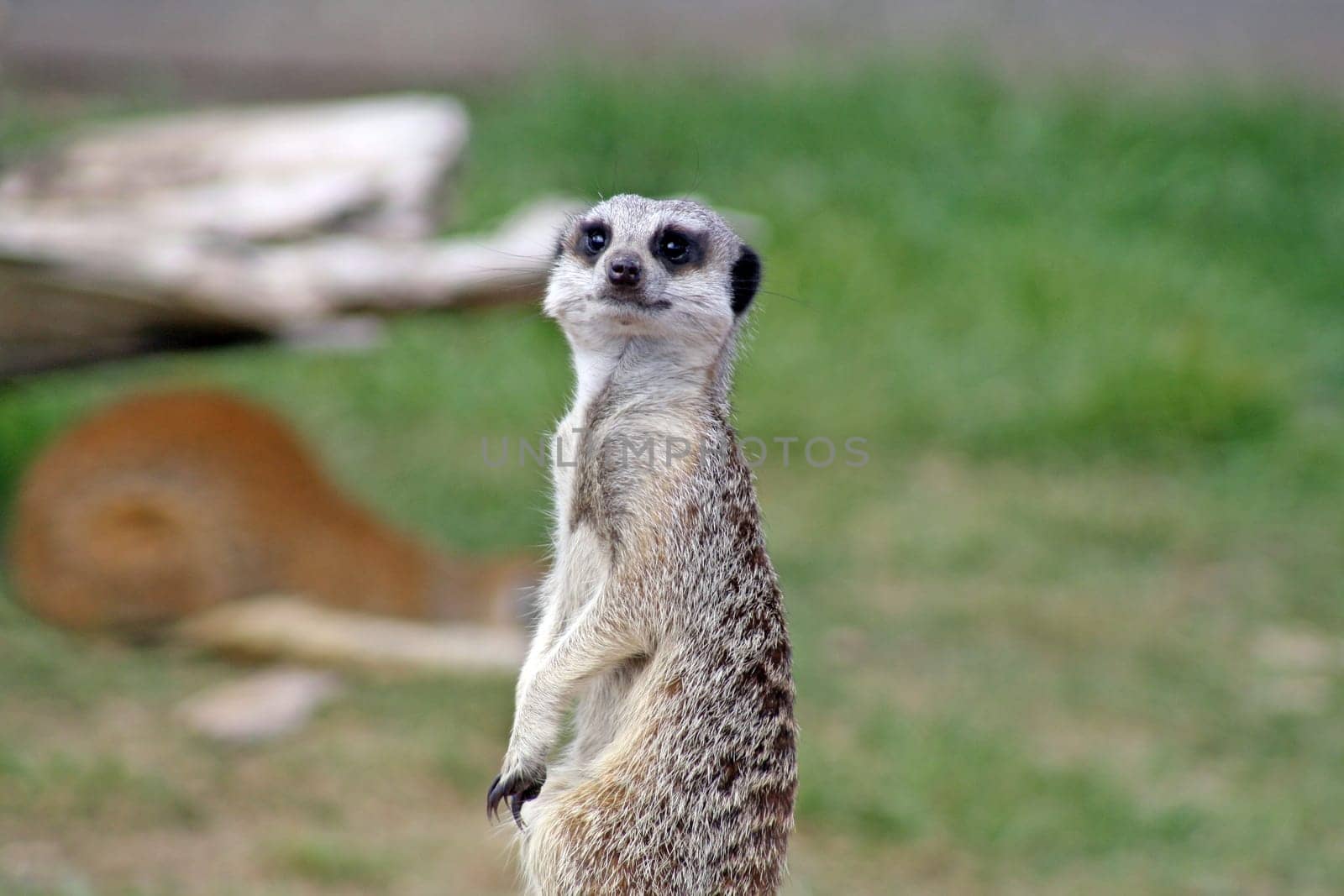 stunning meerkat looking healthy and alert
