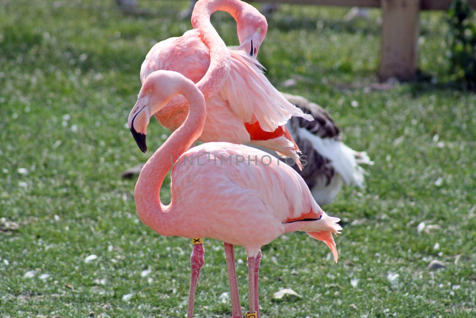 beautiful flamingo birds