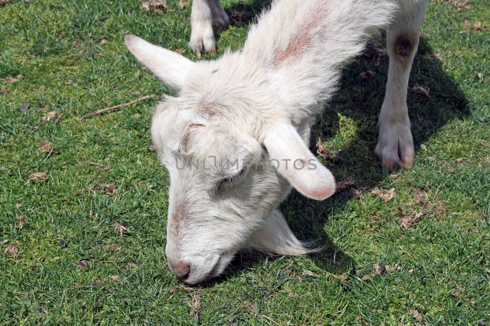 white and brown goat grazing on grass