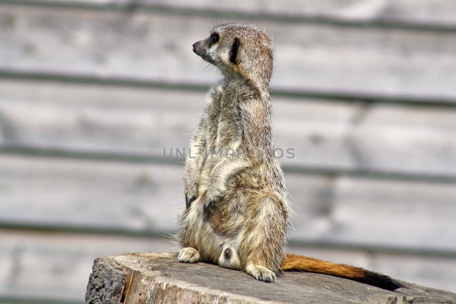 stunning meerkat