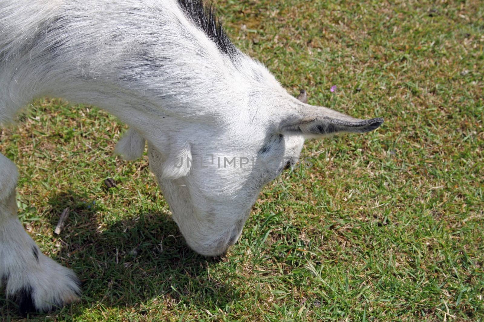 white and brown goat grazing on grass
