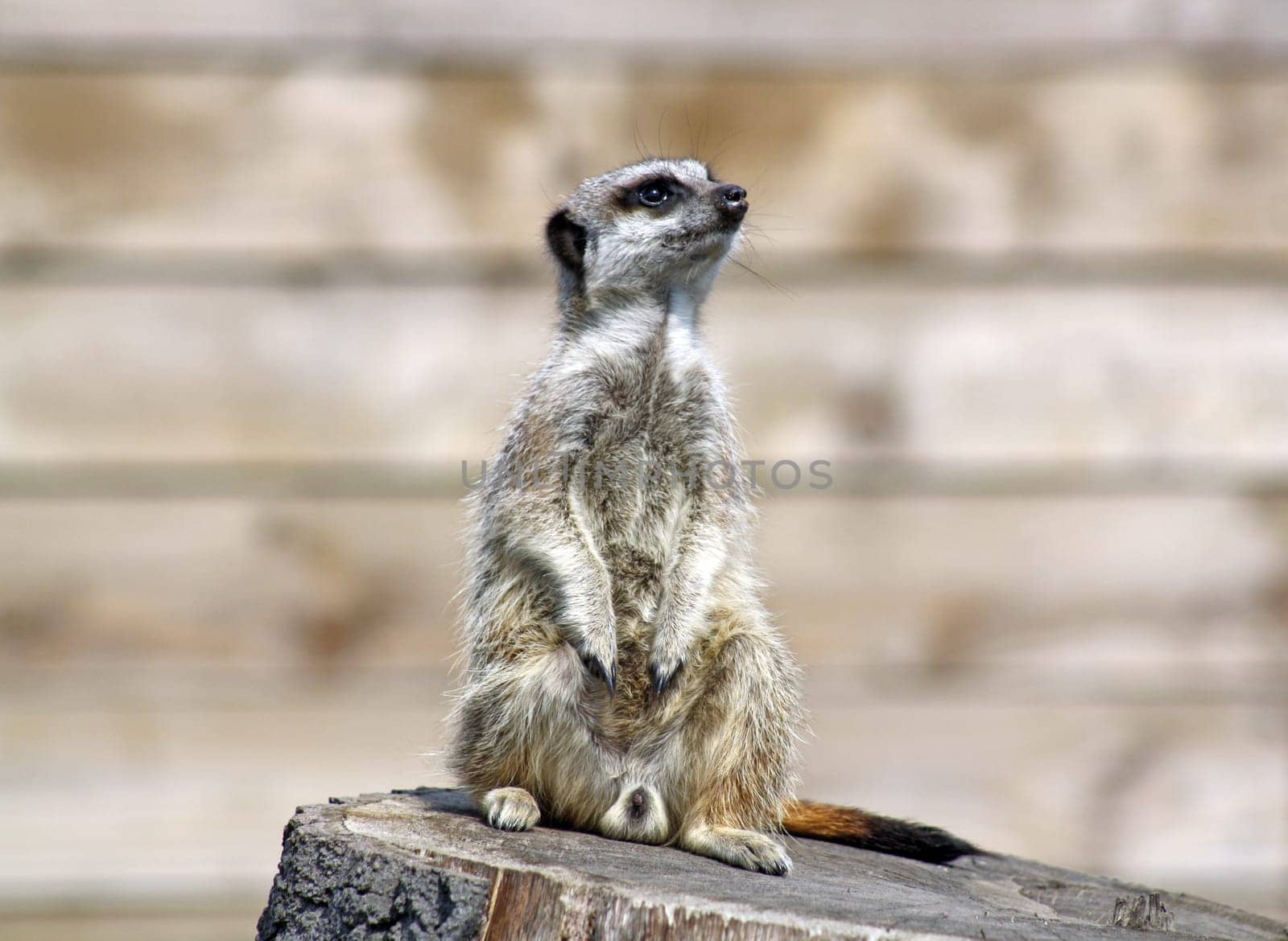 stunning meerkat
