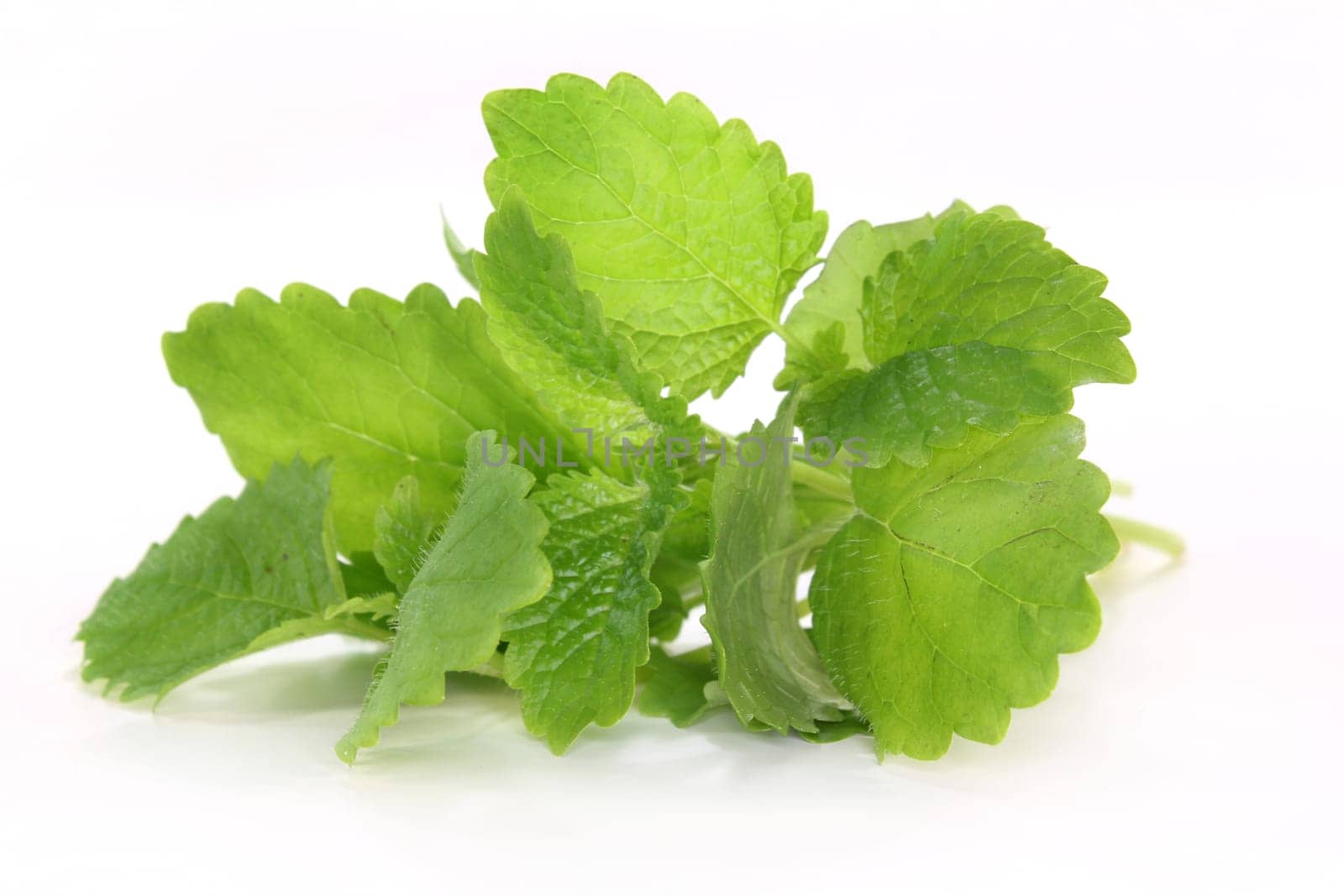 a bunch of lemon balm against a white background
