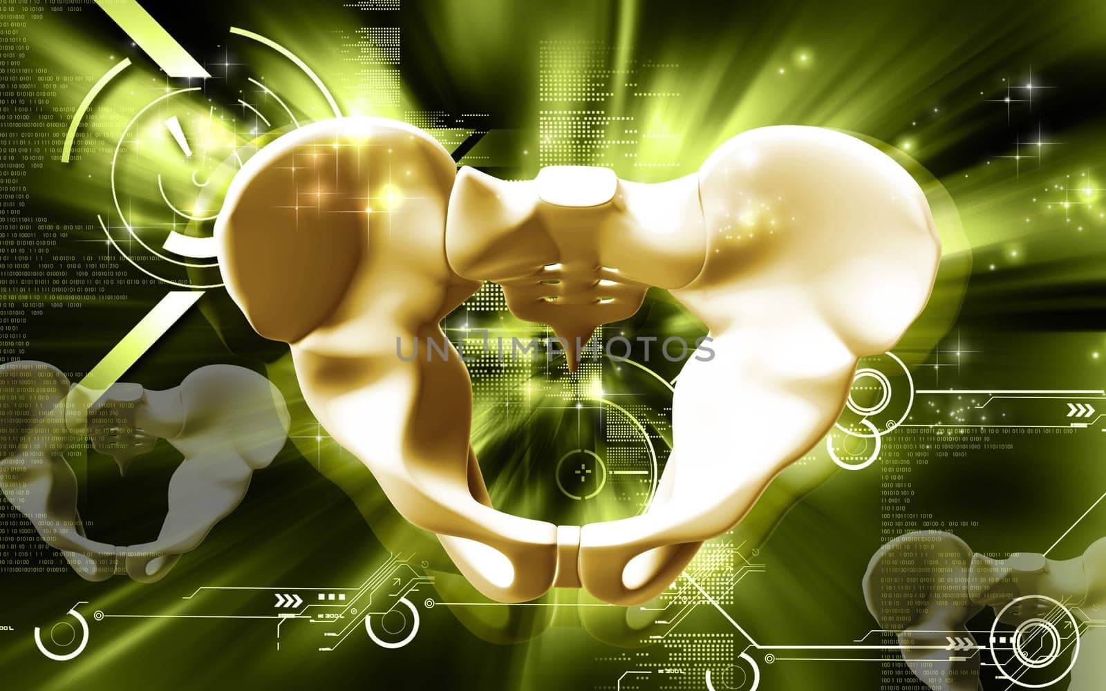 Digital illustration of pelvic girdle in colour background