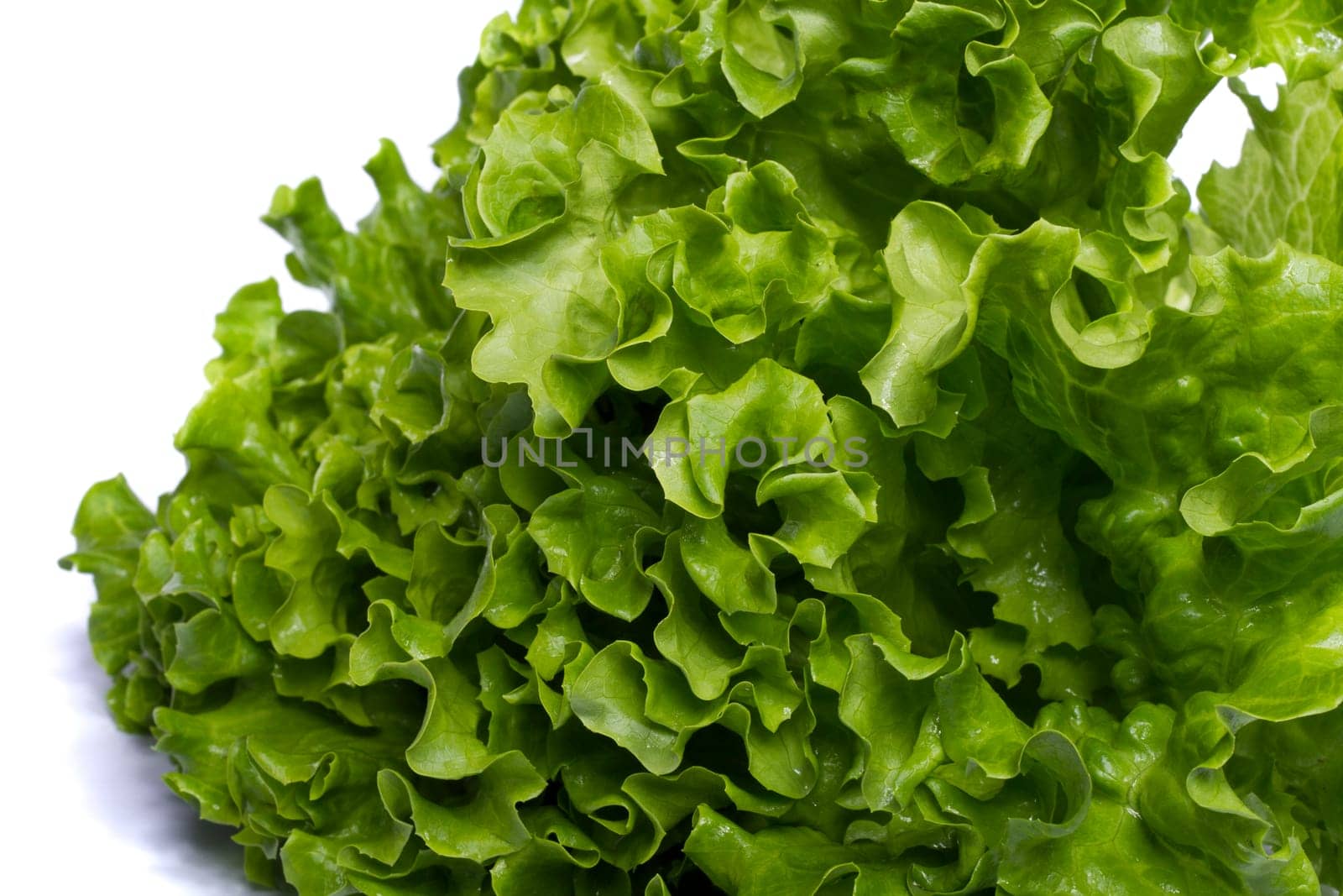 Close view of a green lettuce isolated on a white background.