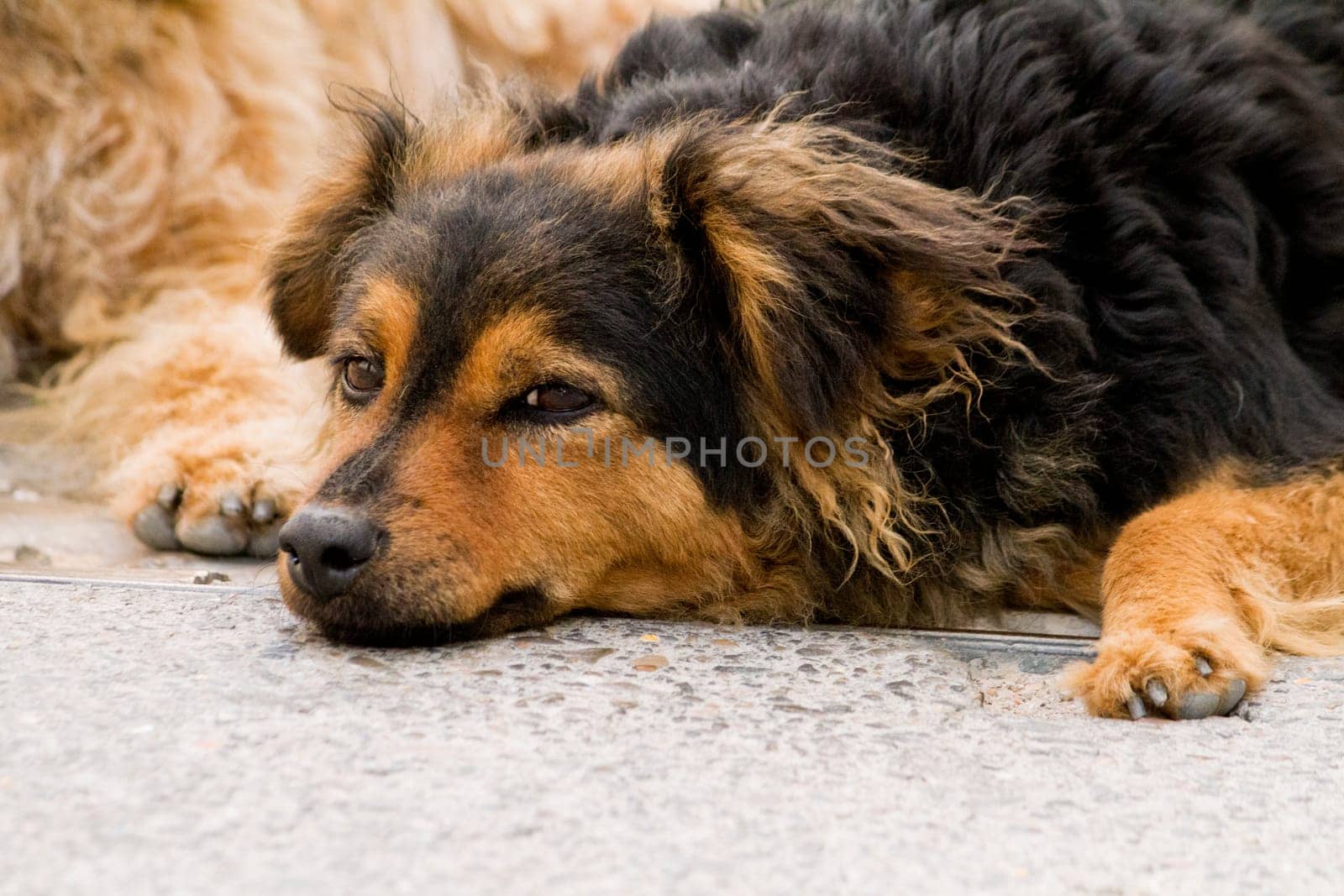 View of a domestic dog abandoned on the streets of a city.
