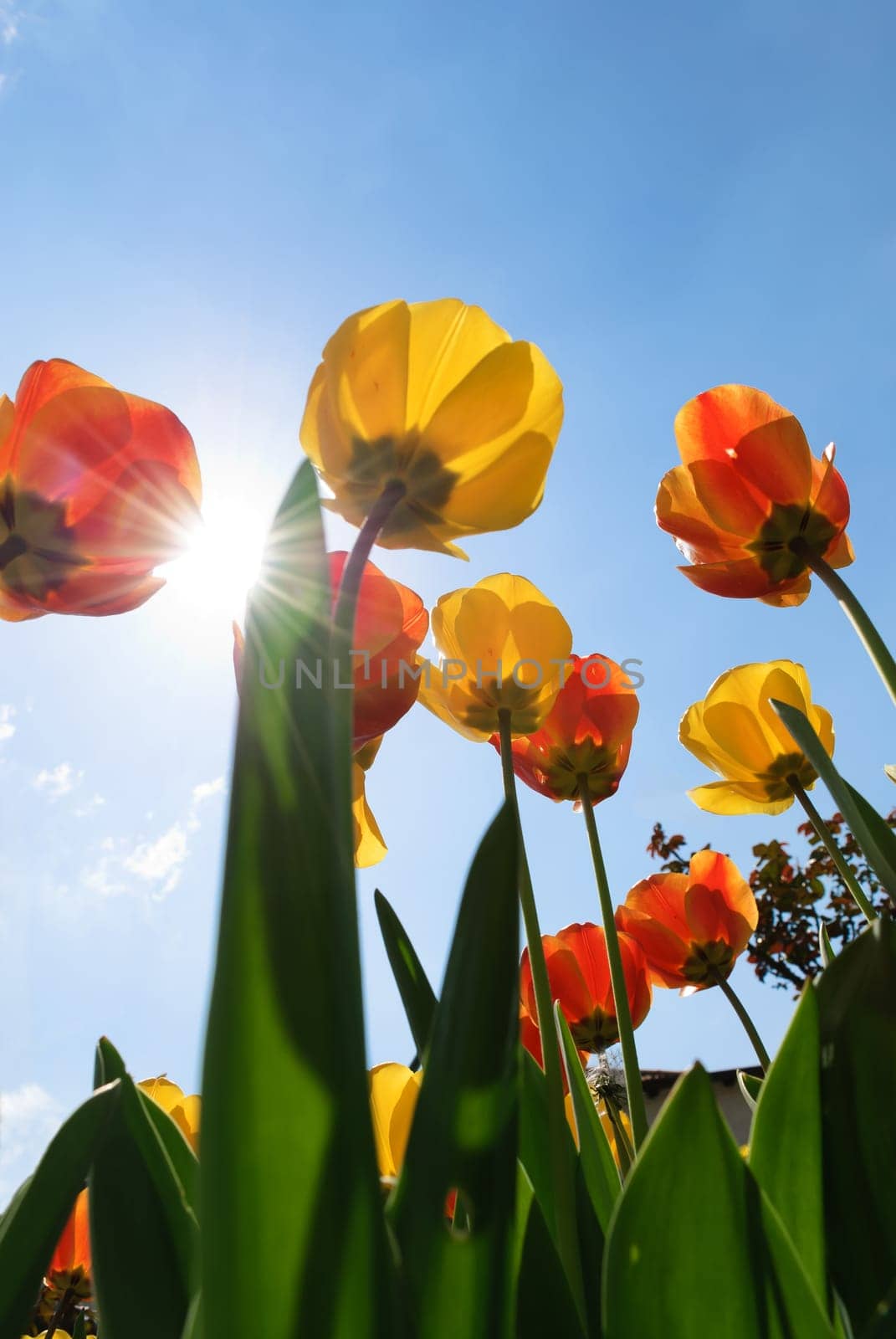 bouquet of colorful tulips against the Sky