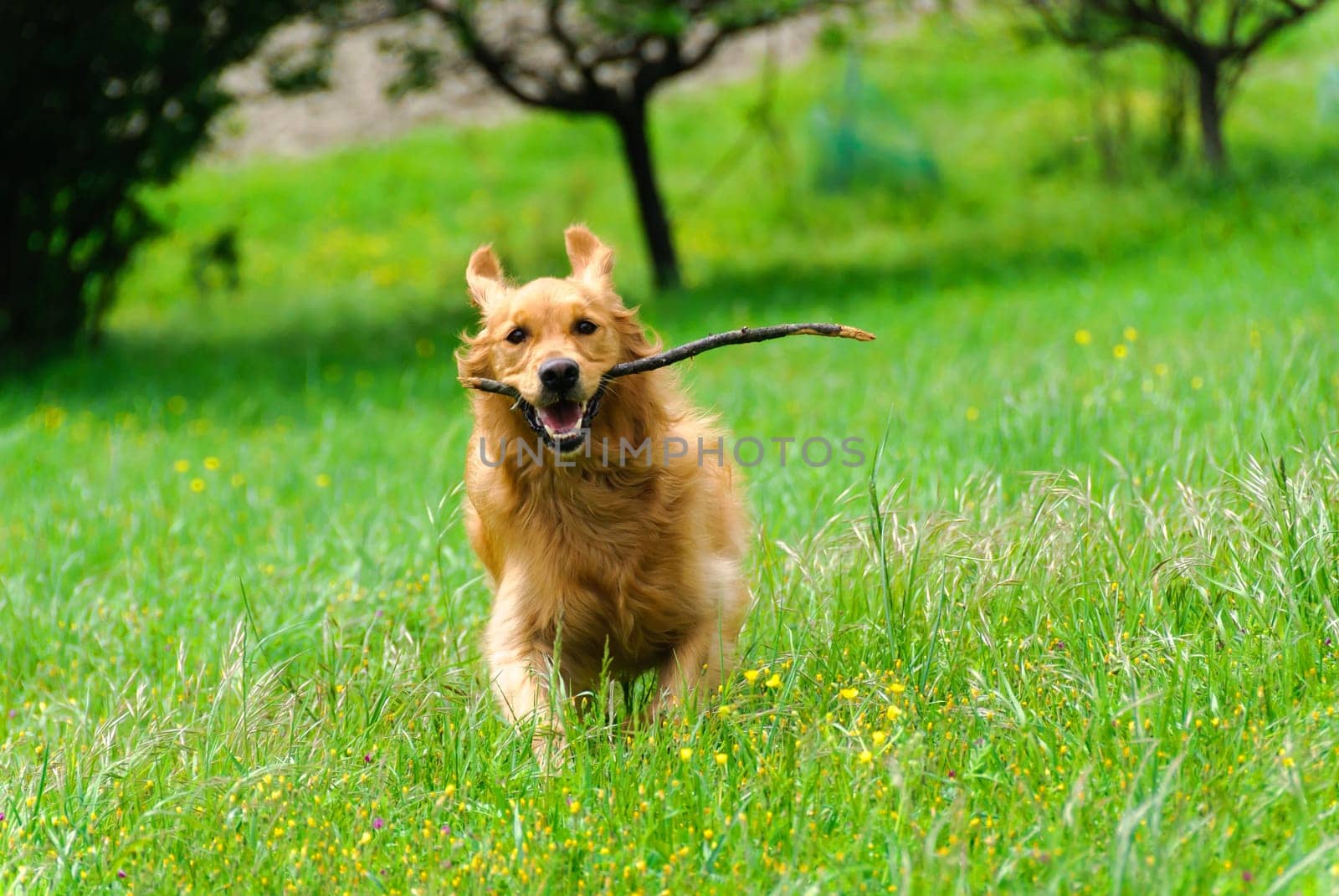 golden retriever running with stick in mouth
