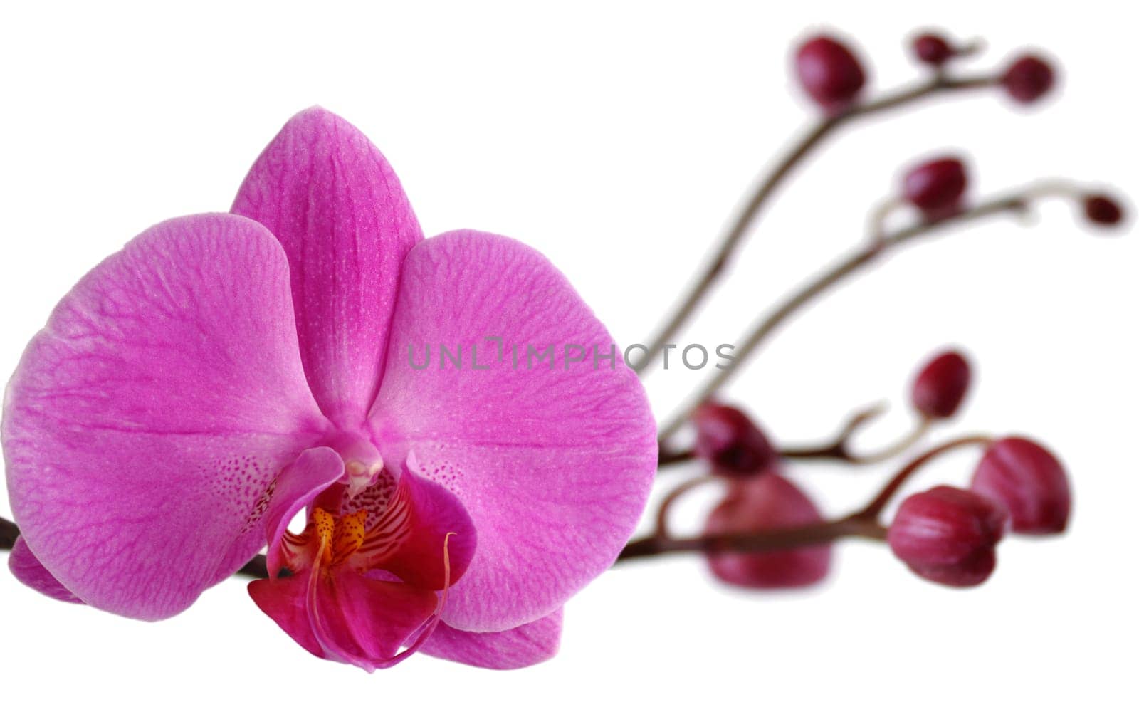 Phalaenopsis - Orchid