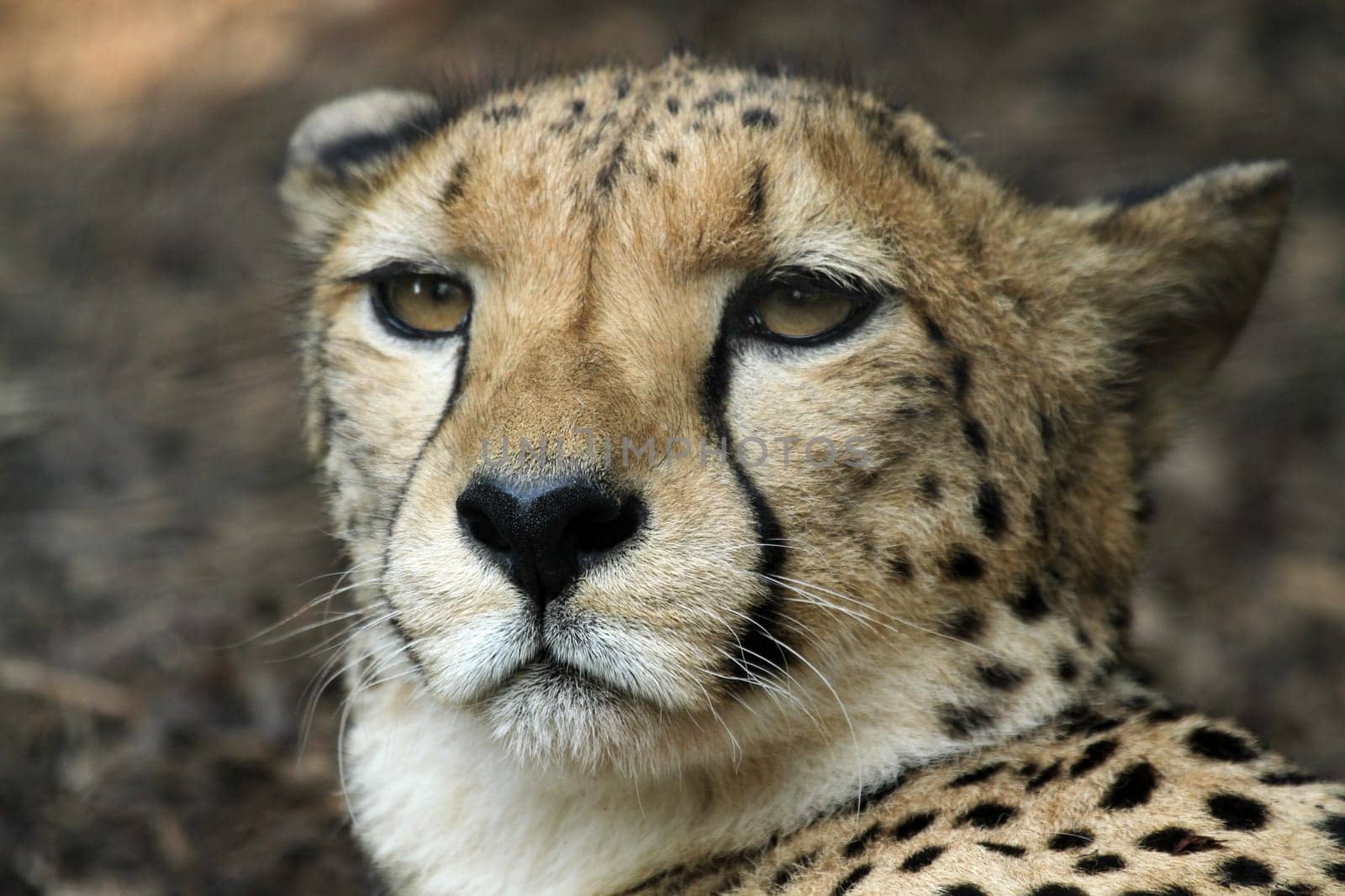Cheetah Portrait