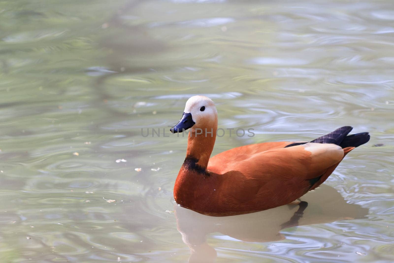 Ruddy Shelduck, known as the Brahminy Duck, (Tadorna ferruginea)