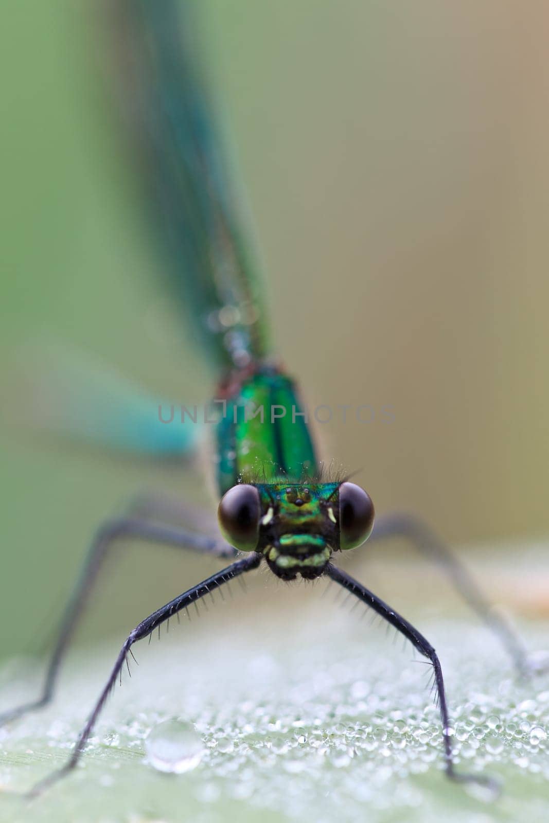 closeup of a dragonfly in the wild