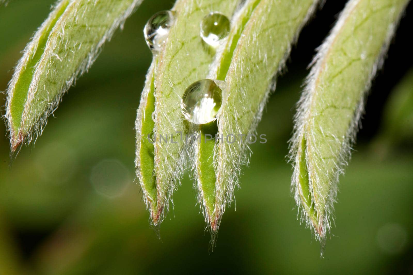 Close up view of some droplets of water hanging on the leaves of a plant.