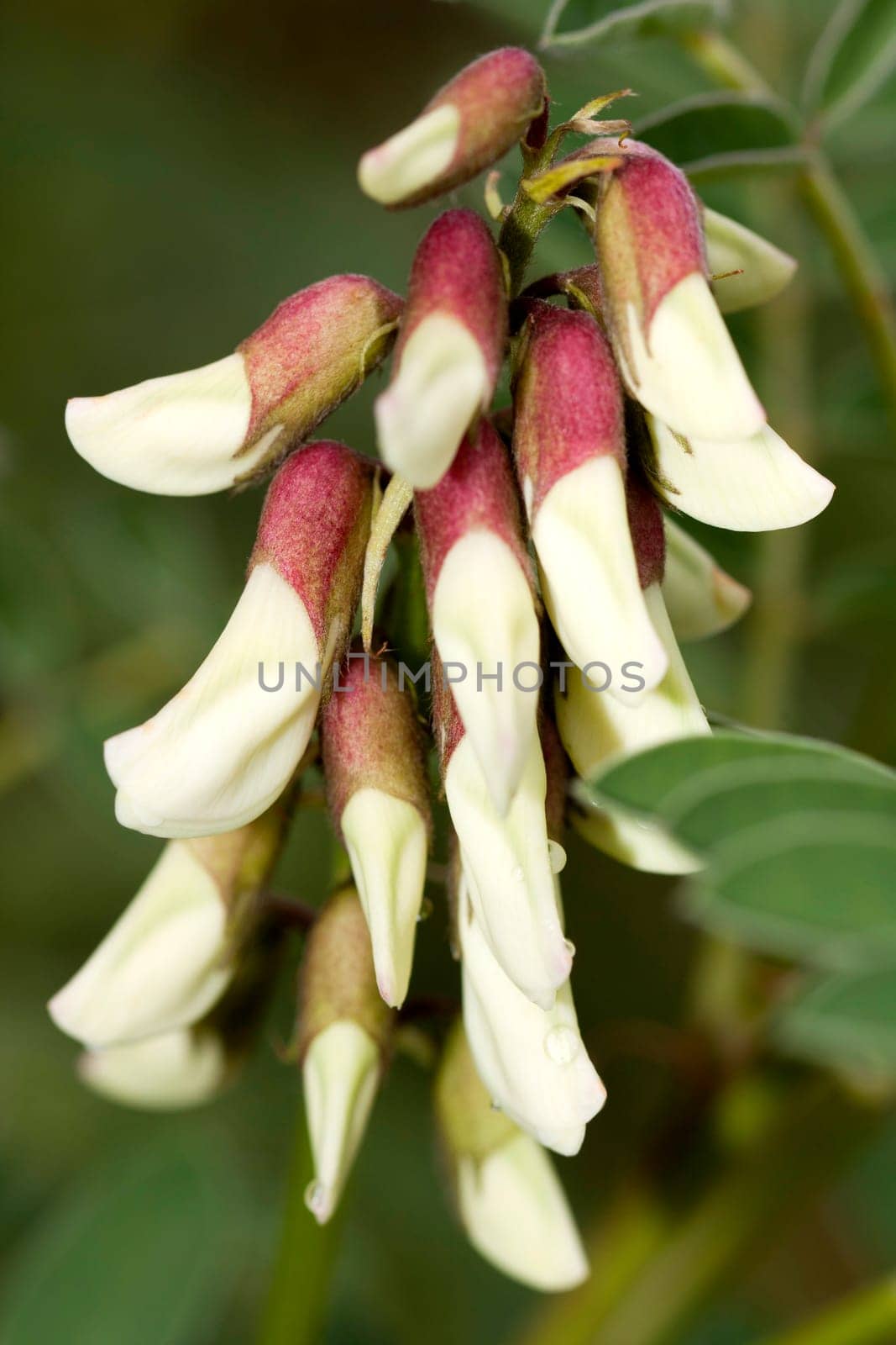 Close view of the wildflower Iberian Milk-vetch.