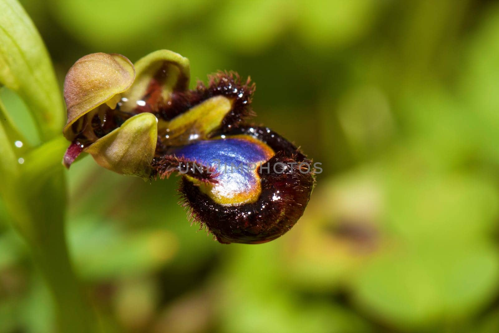Close up view of a Portuguese wildflower called Mirror Bee Orchid (Ophrys speculum).