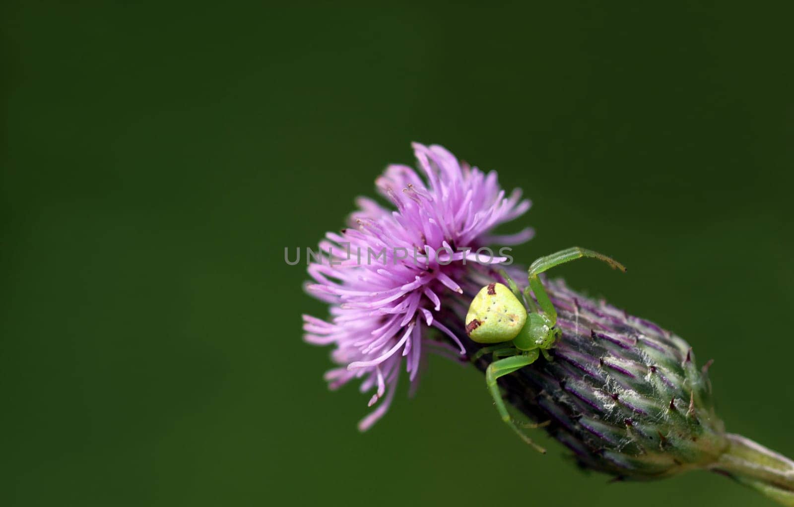 Ebrechtella tricuspidata (Misumenops tricuspidatus) is a species of crab spider in Europe. Males have a body length of about 3 mm,females reach 6 mm.