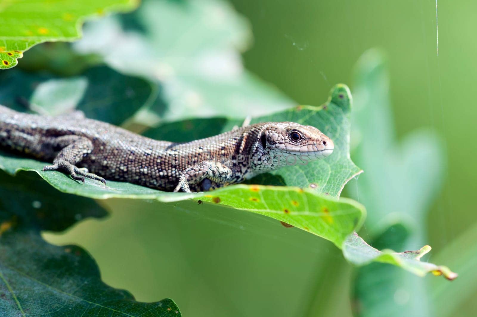 Wood lizard - Zootoca vivipara on a leaf - sunbathing