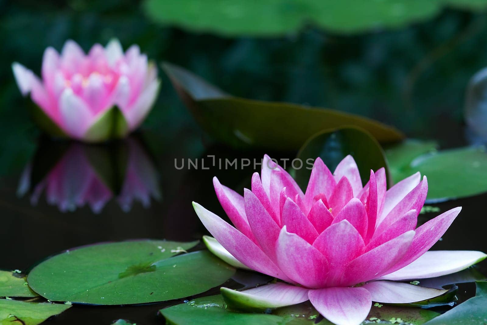 Water lily