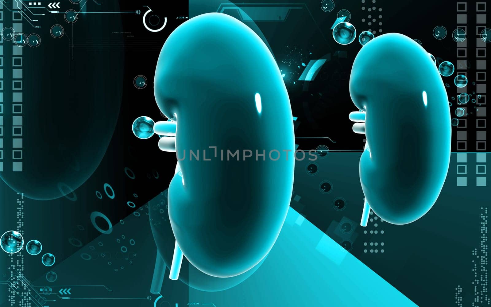 Digital illustration of kidney in colour background