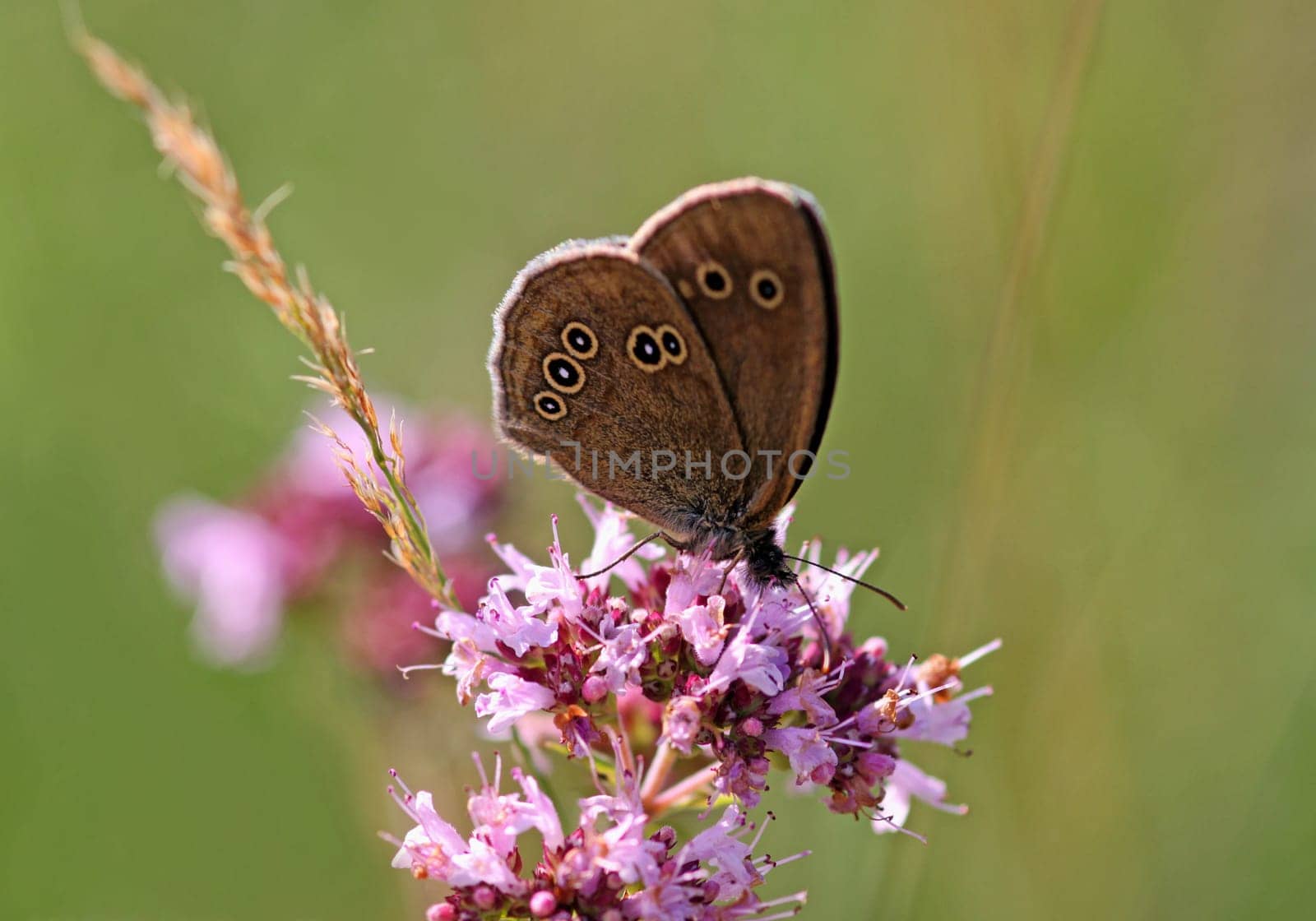 Aphantopus hyperantus [Brown Forest Bird]