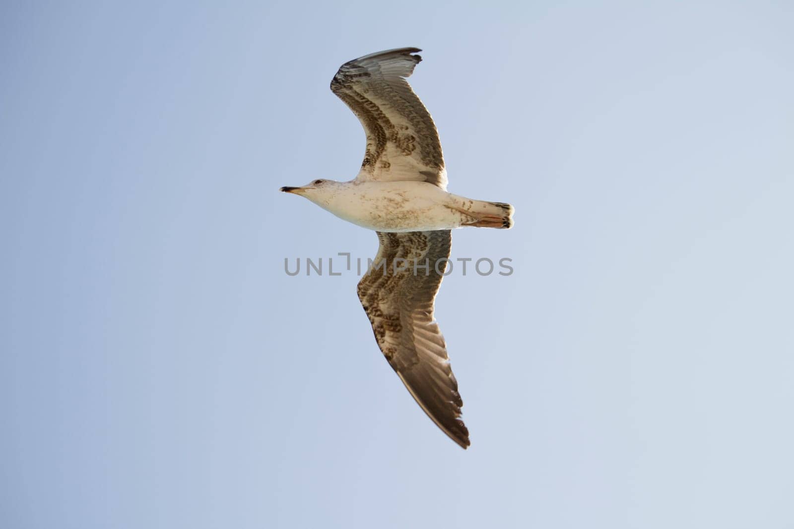 View of a juvenile seagull in plain flight next to the docks.