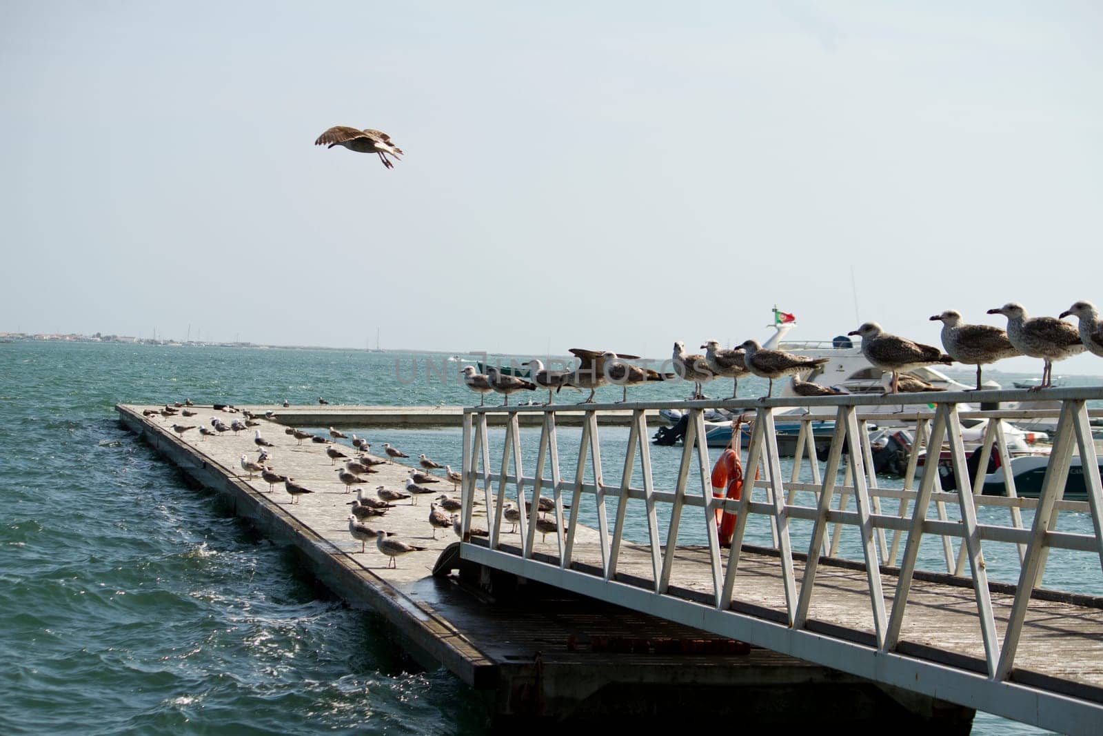 View of a group of seagulls standing along a pier.
