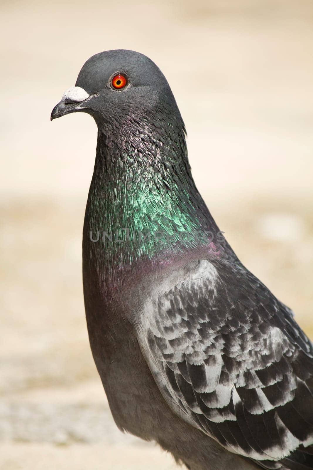 Close view of a city pigeon looking at the camera.