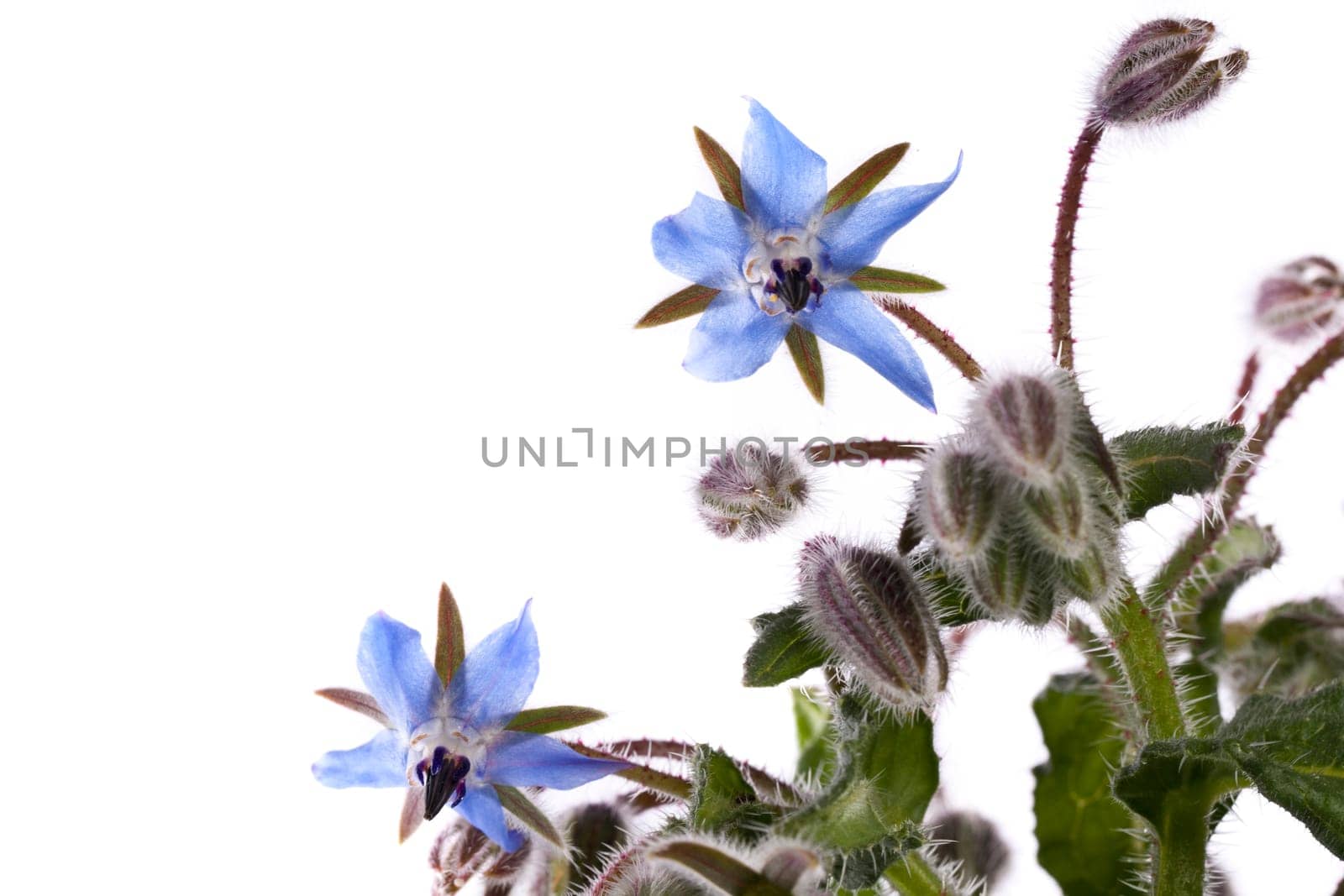 Close up view of the Borage Flower (Borago Officinalis) isolated on a white background.
