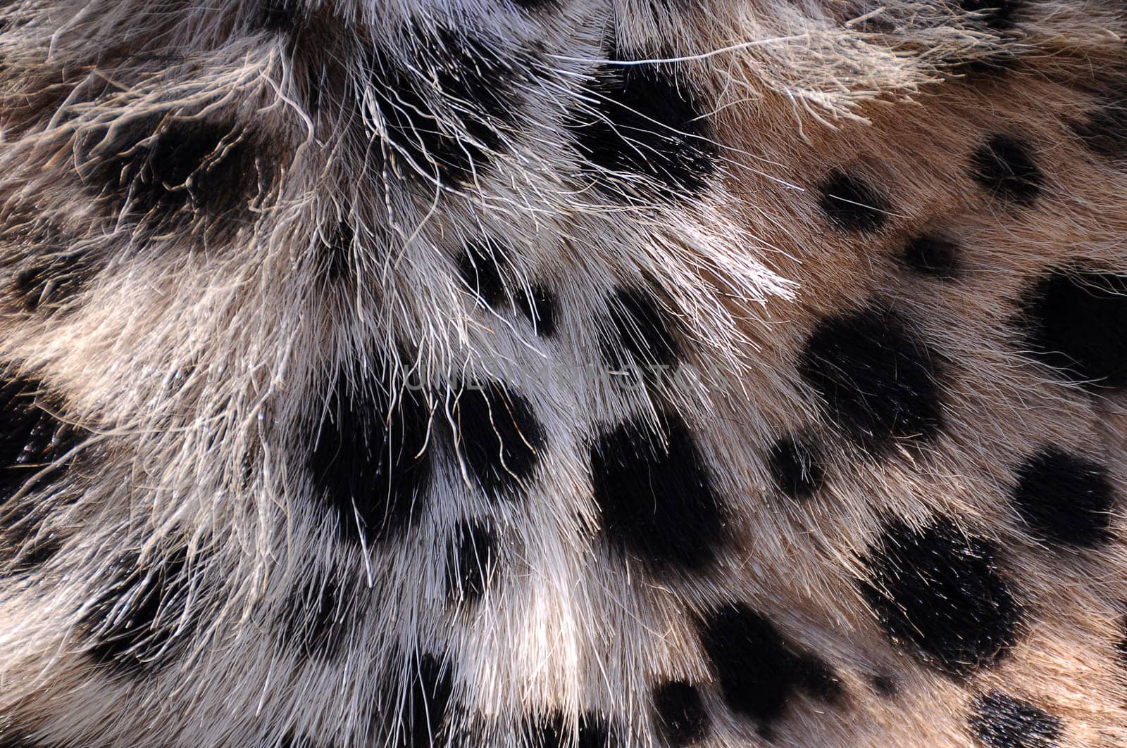 Animal fur