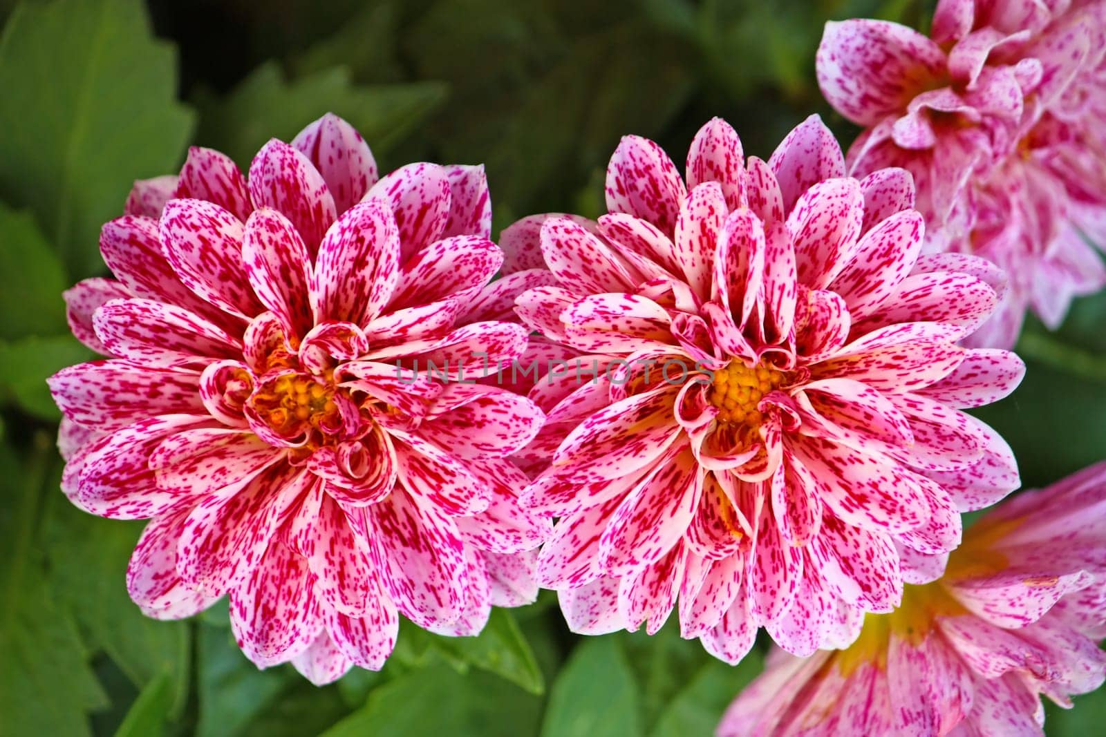 Reddish dahlia against the softly muted shades of the leaves
