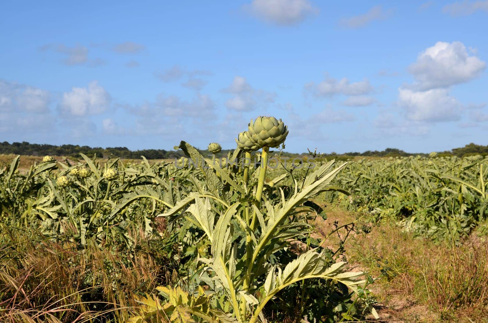 Artichokes Field France