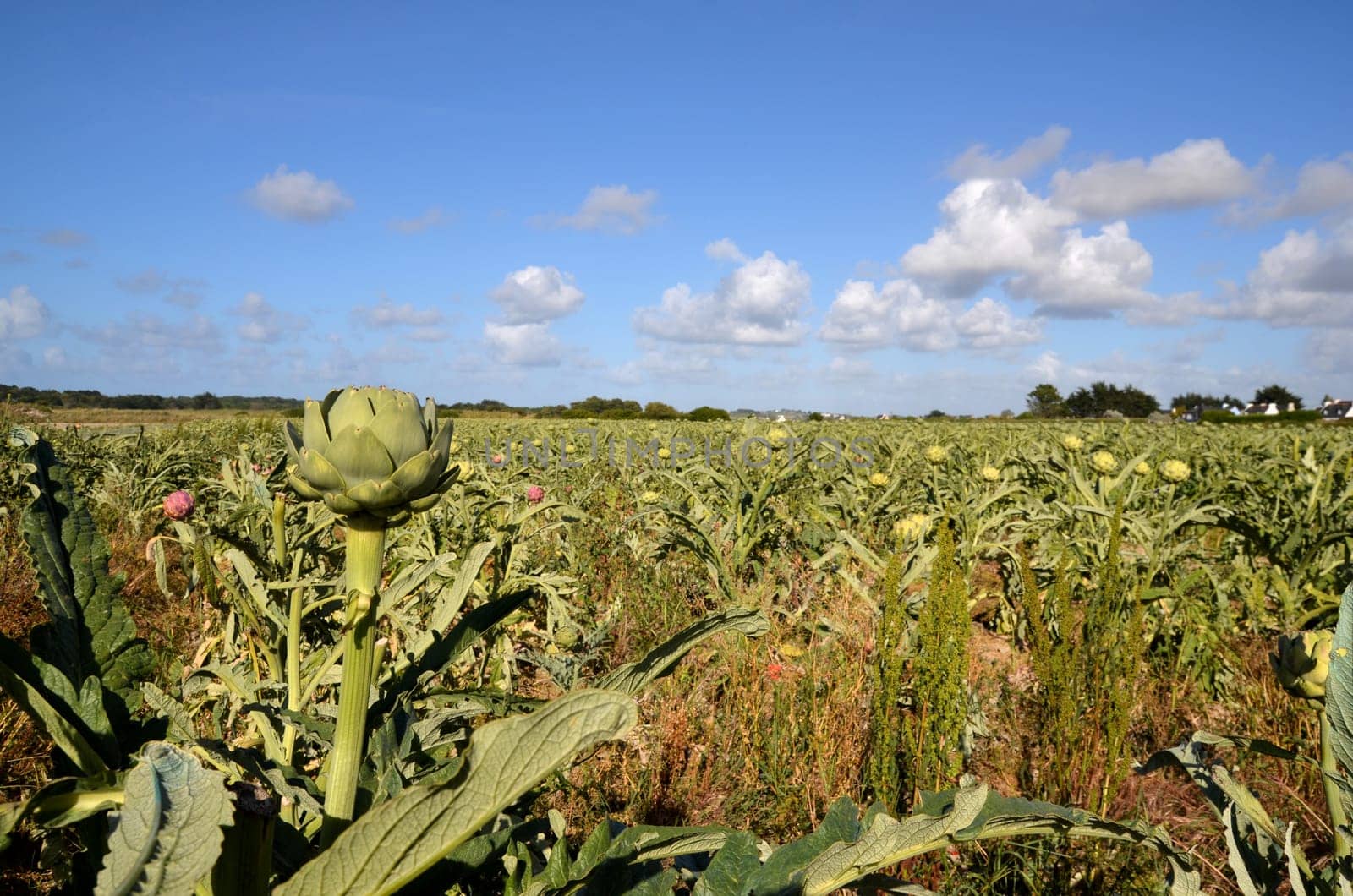 Artichokes Field France