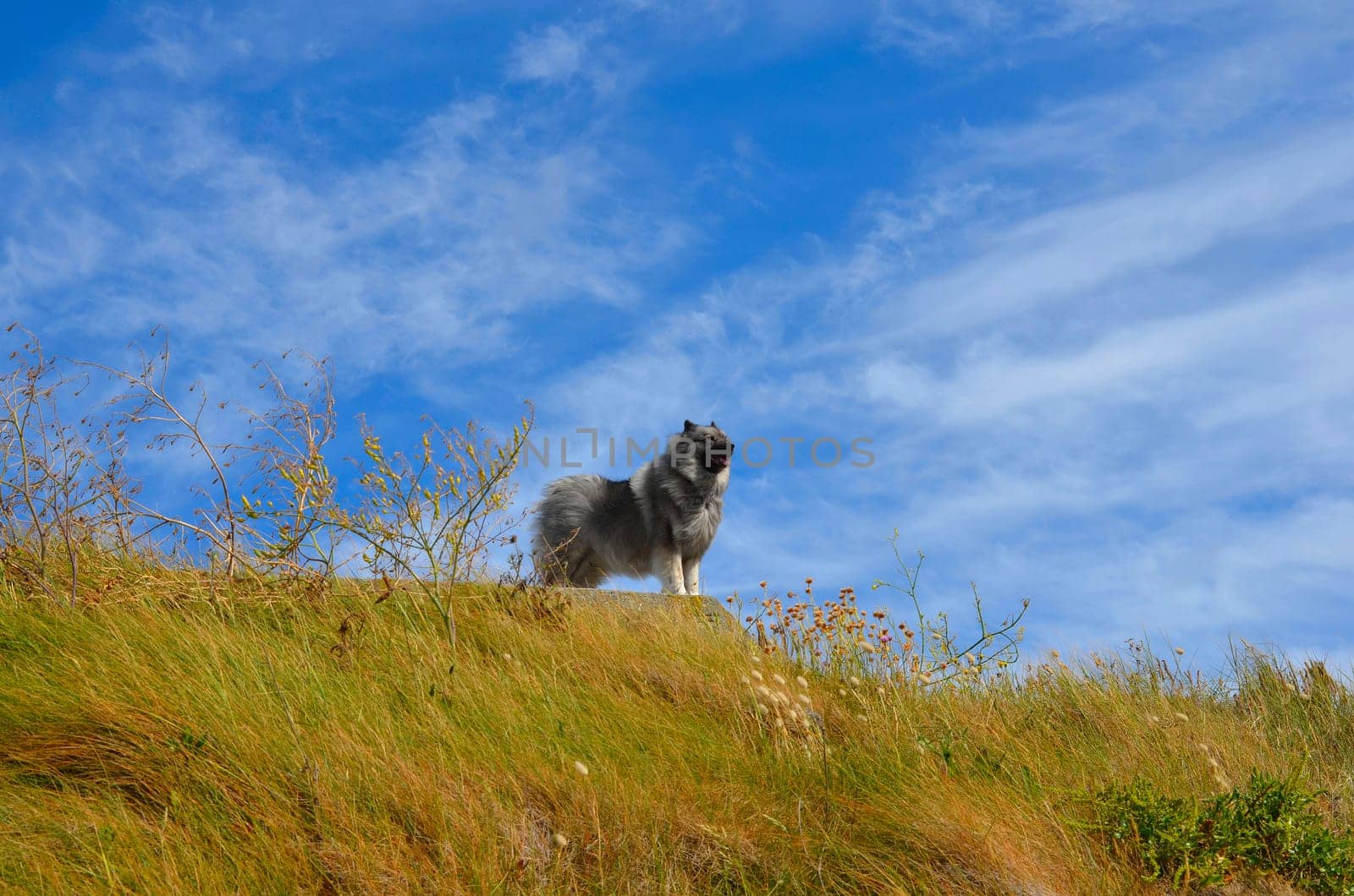 Dog in the grass