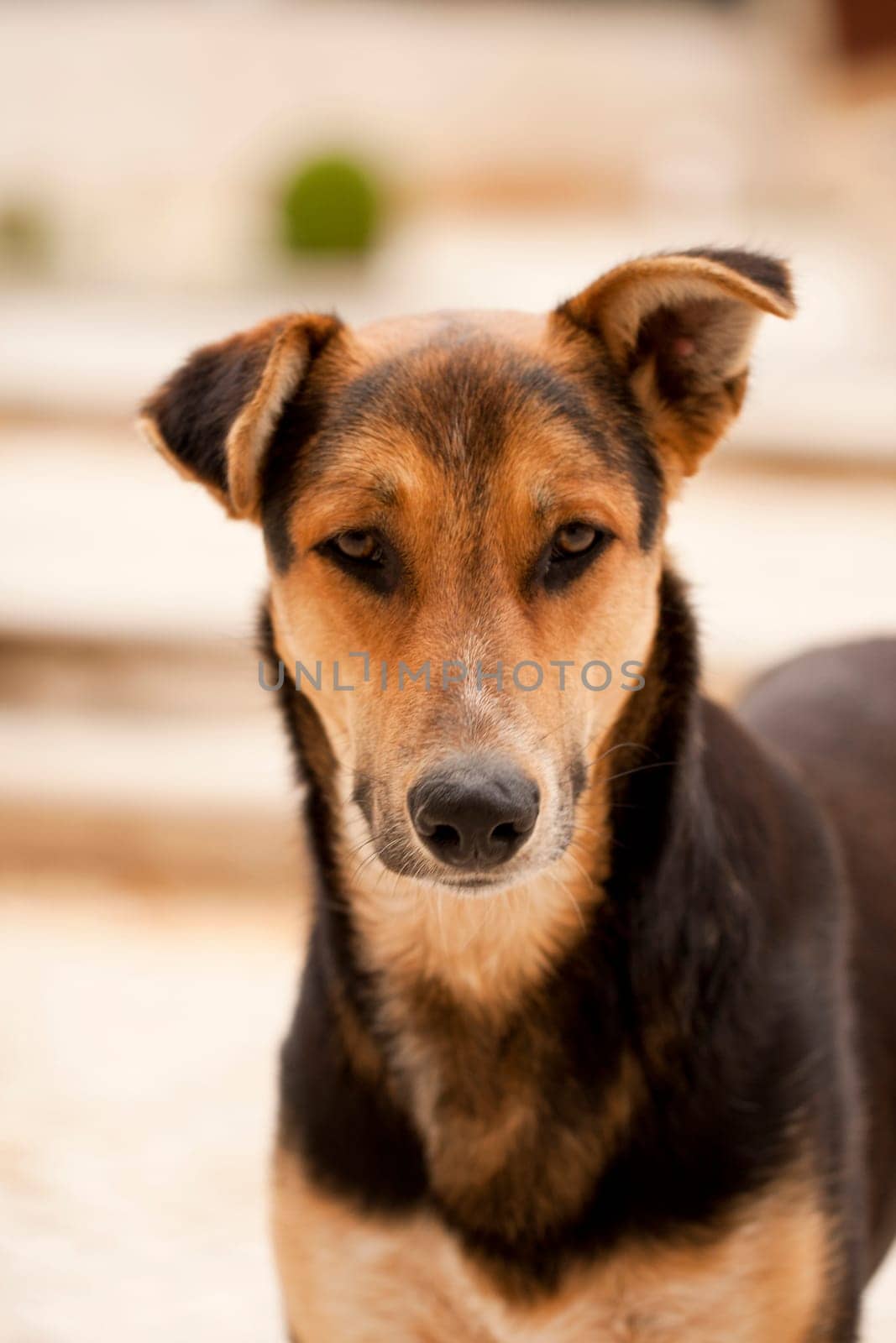 Close up view detail of a street dog on an outdoor setting.