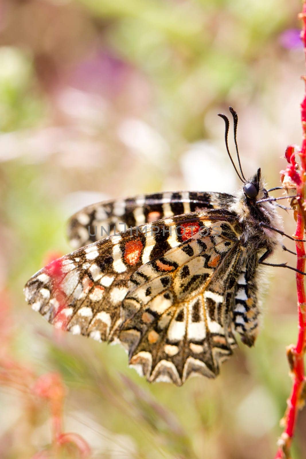 Close up view of a Spanish festoon butterfly (Zerynthia rumina) butterfly.