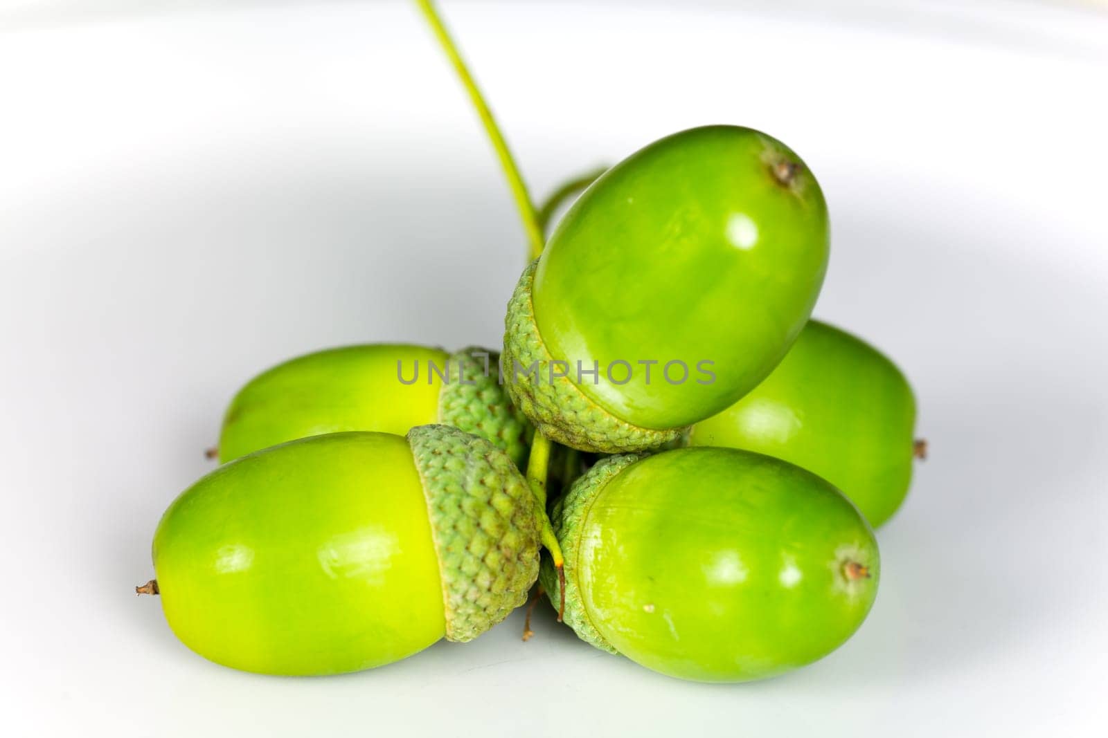 Young acorns