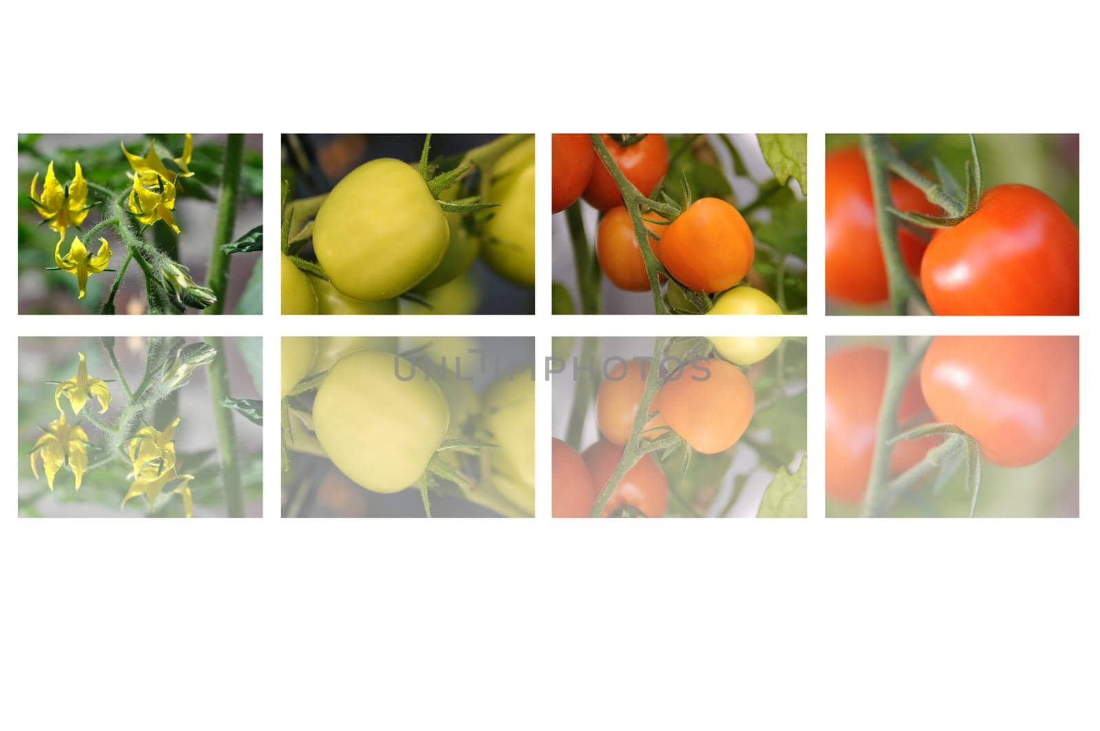 Tomatoes