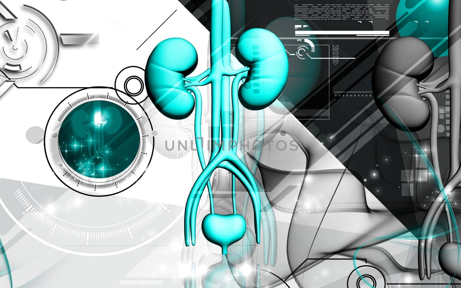 Digital illustration of kidney in colour background