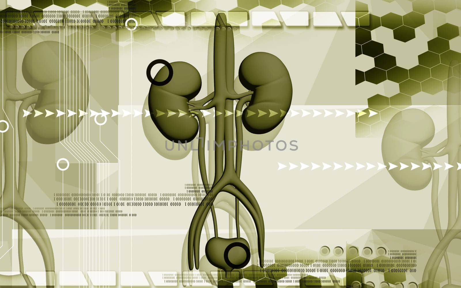 Digital illustration of kidney in colour background
