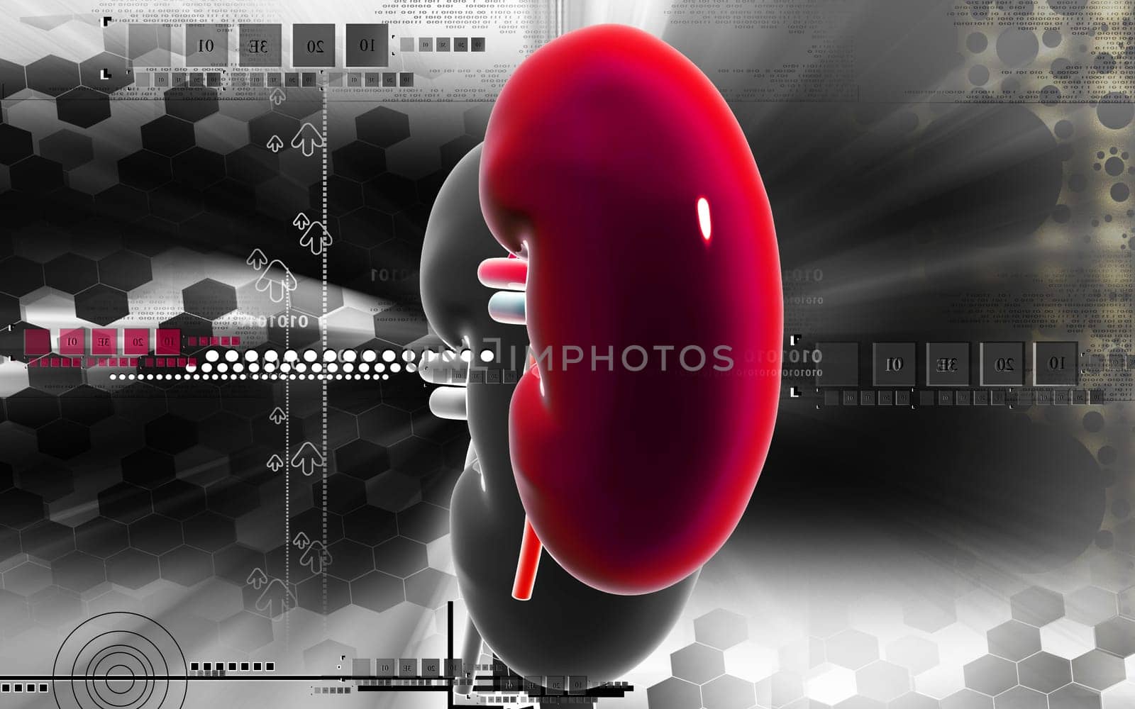 Digital illustration of kidney in colour background