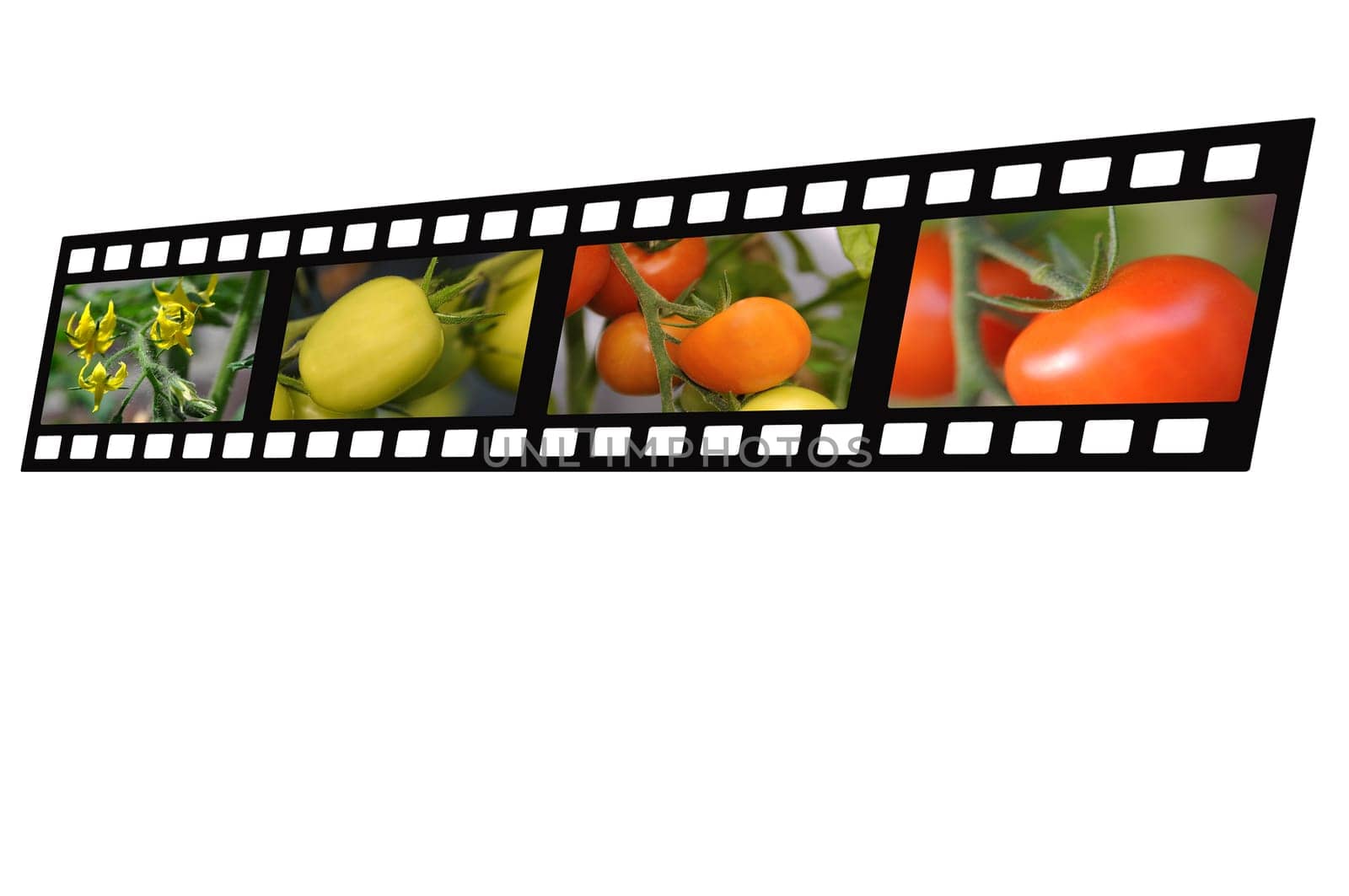 Filmstrip Tomatoes