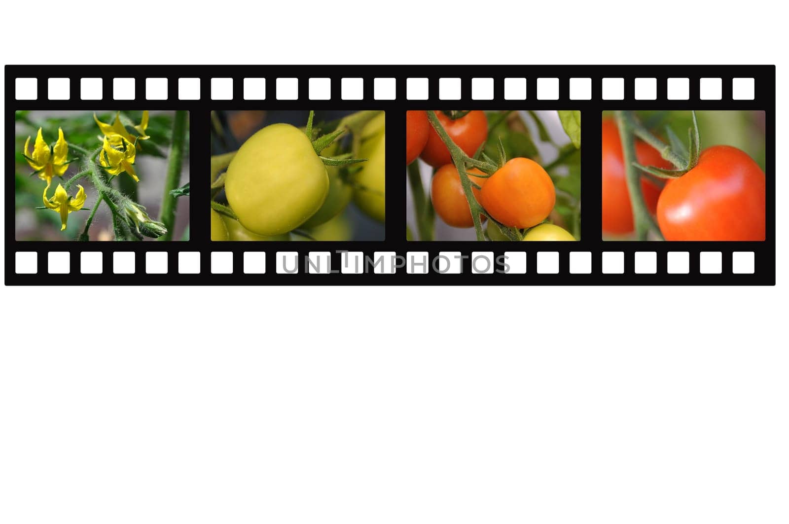 Filmstrip Tomatoes