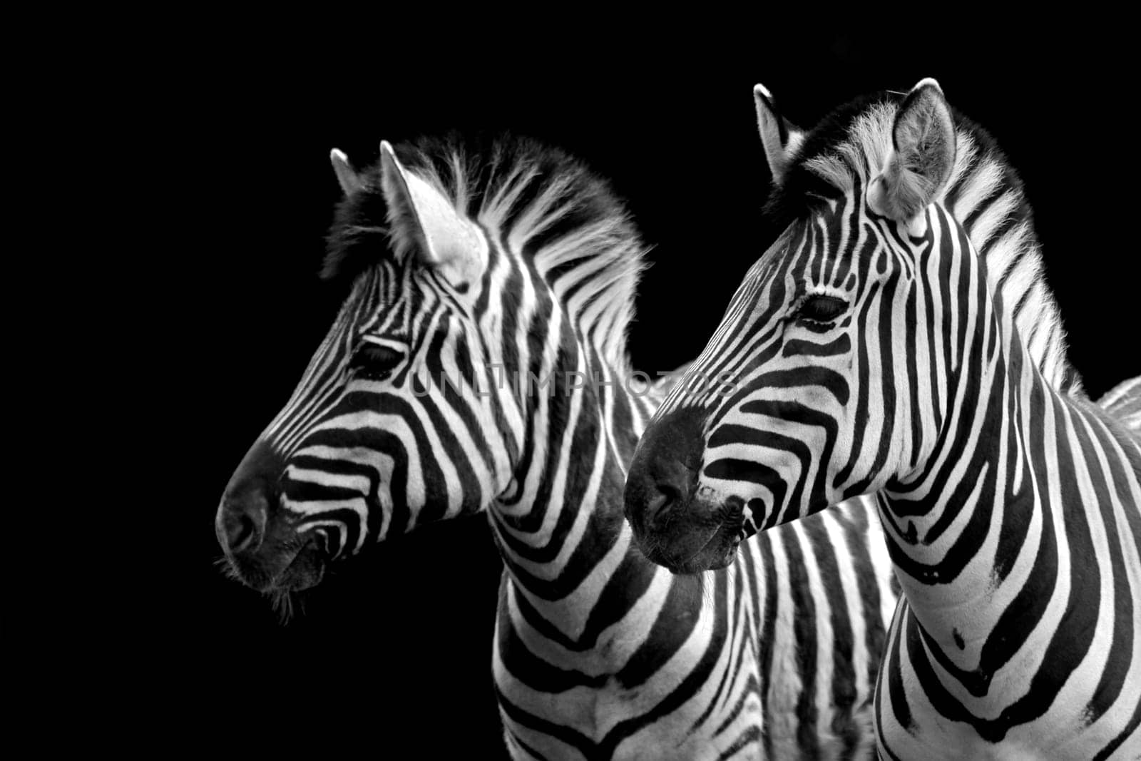 ZebraDuo II